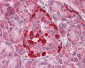 CASP1 / Caspase 1 Antibody